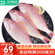 哆鮮生 海釣金線魚 野外金絲紅衫魚云夢(mèng)魚深海冷凍國產(chǎn)生鮮送禮魚類 大號(hào) 2-4條/袋 凈重400g