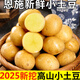 湖北恩施高山黃心小土豆新鮮洋芋9斤土豆馬鈴薯農家自留種馬爾科 凈重5斤 (雞蛋大小)