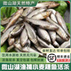 云映漁舟微山湖新鮮野捕小麥穗魚(yú)凈膛宰殺生態(tài)羅漢魚(yú)小河魚(yú)油炸小雜魚(yú)順豐 小麥穗魚(yú)5厘米左右（凈膛宰殺） 凈重共1斤（1斤/袋）