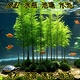 臨雅魚(yú)缸水培植物造景水杉樹(shù)苗一木成景水草水生植物活體水養(yǎng)植物盆栽 水培水杉15cm較小(新手易養(yǎng)/有水就活) 3棵
