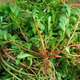 皓謙 馬齒莧新鮮 當季現挖野菜蔬菜馬蜂菜現挖現發(fā)長(cháng)壽菜瓜子菜 2.1斤