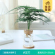 開(kāi)時(shí)果 水培植物辦公室內桌面盆栽 水養綠蘿水生花植物綠植源頭直發(fā)包郵 文竹（含玻璃瓶+竹托） （加贈 營(yíng)養液）