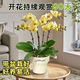 京東鮮花蝴蝶蘭盆栽帶花帶花苞綠植鮮花花卉客廳辦公室裝飾擺件送長輩