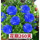 墨薰槿【濃香驅(qū)蚊蟲】四季開花驅(qū)蚊花草苗驅(qū)蠅盆栽重瓣陽 藍(lán)色（精品6年苗）配肥料 不含盆