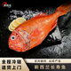 墨妍御鮮 長(zhǎng)壽魚 新西蘭船凍長(zhǎng)壽魚富貴魚 橙鯛 新西蘭深海長(zhǎng)壽魚 2.-2.5斤裝(1條)