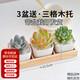 兩腿跑【送貨上門】三八節(jié)多肉植物帶盆桌面盆栽組合綠植花卉幼兒園盆栽 簡約3盆(帶盆栽好)