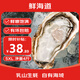 鮮海道【活鮮】鮮海道生蠔  乳山牡蠣 新鮮海蠣子生鮮貝類 蠔王5XL凈重4斤（6-9只）