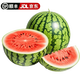 果農(nóng)俠西瓜 國產(chǎn)麒麟西瓜現(xiàn)摘速發(fā) JD順豐送貨上門 新鮮時(shí)令水果 精選凈重5-7斤1粒多層保護(hù)