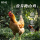 鮮畦農(nóng)場(chǎng)放養(yǎng)300天以上跑山雞老母雞 生態(tài)散養(yǎng) 食五谷雜糧 會(huì)飛的母雞 2-2.5斤走地雞兩只裝/放養(yǎng)300天