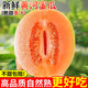 正宗陜西黃河蜜瓜新鮮水果當(dāng)季整箱黃金蜜瓜脆甜蜜香瓜哈密瓜整箱 凈重2.6-3斤【1-2個】