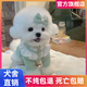 寵邁鑫純種比熊幼犬小型小體活物卷毛血統(tǒng)比熊犬茶杯寵物狗狗長(zhǎng)不大可愛(ài) 血統(tǒng)級(jí) 比熊 公