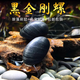 卡奇魚(yú) 淡水除藻觀(guān)賞螺 吃褐藻絲藻 青苔 黑毛清缸吃垃圾清潔魚(yú)缸工具螺 大號黑金剛5只（1.3-1.8cm）