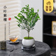 開(kāi)時(shí)果 小葉紫檀盆栽桌面綠植黑骨茶 好養活辦公室內花卉植物盆景擺件 【推薦款】金邊裂紋盆+苔蘚+底托
