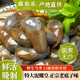 森農(nóng)樂泥螺皇黃泥螺即食罐裝醉泥螺鮮活特大生腌野生無沙寧波舟山特產(chǎn) 【大顆?！恐凵降氐涝?300g 凈重