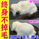 貓咪魚(yú)油防掉毛美毛靚毛貓掉毛嚴(yán)重吃什么維生素防脫毛深海魚(yú)油片 一瓶裝【防掉毛 補(bǔ)償營(yíng)養(yǎng)】