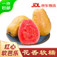 京鮮生樹熟軟糯紅心芭樂 4個裝單果125g+ 新鮮番石榴 源頭直發(fā)包郵