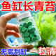 魚(yú)缸除藻劑片劑去苔劑凈青苔清除劑褐藻綠水藻去除水草不傷魚(yú)神器 高分子濃縮【1瓶150片】綠藻不再生
