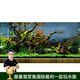 云峰海瑞魚缸造景套餐魚缸裝飾活體水草泥陶粒砂底砂對葉牛毛水草種子 杜鵑根造景 100cm套餐