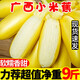 廣供天下廣西小米蕉小香蕉自然熟迷你香蕉蘋(píng)果蕉小芭蕉新鮮水果特產(chǎn)青蕉發(fā) 帶箱9-10斤