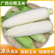 粵品2025新鮮白糯玉米廣西特產(chǎn)牛奶水果白色爆漿玉米蔬菜棒 凈重8.8斤（約10-15個(gè)）