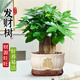 愛(ài)優(yōu)尚發(fā)財樹(shù)小盆栽盆景辦公室桌面盆栽室內客廳綠植好養招財樹(shù)源頭直發(fā)