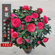 花翁山茶花盆栽不帶花苞花卉植物室內樹(shù)苗 紅赤丹（80cm高）源頭直發(fā)