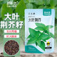 菜禾地荊芥種子苗秋天種大葉河南羅勒盆栽蔬菜籽 大葉荊芥種子約1000粒