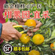 禮柑坊新會柑新鮮茶枝柑陳皮果陳皮新皮青柑二紅柑大紅柑鮮果果園直摘 大紅柑5斤(12月15前發(fā)貨)