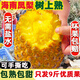 海南金鉆鳳梨9斤精選樹上熟當季熱帶新鮮水果 1個【試吃果嘗鮮】 正宗海南金鉆鳳梨壞果包賠