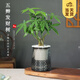 開(kāi)時(shí)果 水培綠植盆栽栽好發(fā)貨 辦公室桌面擺件水養植物盆景源頭直發(fā)包郵 五辯發(fā)財樹(shù)（繁星吸水盆+白石）