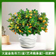 綠有意金魚吊蘭盆栽四季觀花植物金魚花室內(nèi)客廳觀花植物豆瓣綠四季常青 大盆金魚吊蘭*1【藝術(shù)線陶瓷盆】 含盆