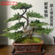 迎客松盆景真樹盆栽擺件玄關茶桌辦公室書房綠植造型盆景四季長青 七片凌云含紫砂盆打木架發(fā)貨