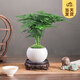 開(kāi)時(shí)果 文竹盆栽桌面擺件盆景 辦公室植物竹子水培綠植盆景源頭直發(fā)包郵 【熱銷款】白玉圓陶盆+苔蘚+底座