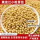 東北東升1號小粒黃豆發(fā)芽豆生長黃豆芽豆子納豆非轉基因豆高蛋白 東升1號小粒芽豆1000g*1袋