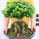 嘆為觀(guān)止大型綠植各種大型盆栽發(fā)財樹(shù)金錢(qián)樹(shù)榕樹(shù)流泉楓辦公室內盆景好養活 金錢(qián)榕【40-60xm】