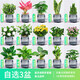 綠有意綠植盆栽桌面水培綠植辦公室植物懶人好養(yǎng)盆景水養(yǎng)植物 【3盆自選綠植花卉】品種備注 含盆