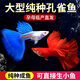 勝畫大型孔雀魚活魚苗觀賞魚熱帶魚活體魚淡水好養(yǎng)耐活精品純種鳳尾魚 【3-4CM】A大型孔雀魚3對送1對