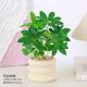 綠有意 綠植花卉辦公室客廳桌面盆栽擺件簡約創(chuàng)意網(wǎng)紅北歐綠植ins云朵盆 鴨腳木+甜甜圈PET樹脂盆+托盤+肥料 北歐風(fēng)格網(wǎng)紅綠植