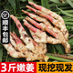 辰實【現(xiàn)貨發(fā)順豐】四川嫩姜 嫩姜牙 仔姜新鮮生姜 醋泡姜現(xiàn)挖現(xiàn)發(fā) 3斤 四川嫩姜