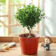 小葉赤楠老樁盆栽盆景迷你植物室內(nèi)花卉辦公室桌面小綠植好養(yǎng)四季 精品小葉赤楠+原生盆 精品小葉赤楠