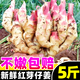 黃六爺四川新鮮大仔姜5斤子姜生姜嫩姜紅芽仔姜指姜非云南小黃姜老姜種 5斤【新鮮采摘丨不嫩包賠】