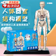 順秦人體模型人體骨骼模型人體模型可拆卸人體器官模型可拆卸人體模型 全透明款-人體模型 【簡單拼裝】