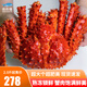 漁傳播 現(xiàn)貨熟凍智利帝王蟹整只大螃蟹禮品送禮海鮮 帝王蟹2-2.4斤