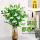 開(kāi)時(shí)果 水培植物盆栽水養花卉 綠植物盆景金枝玉葉袖珍椰子源頭直發(fā)包郵 【九里香】1盆/6-8棵（部分帶苞）-單發(fā)植物
