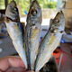 福建東山巴浪魚干淡曬花鳀魚干黃尾小魚干新鮮小咸魚海鮮干貨特產(chǎn) 1kg (2斤)