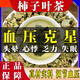 北京同仁堂柿子葉茶包獨(dú)立包裝搭配輔助降血壓新鮮霜后霜打柿葉樹葉子泡茶水 柿子葉茶【120包】 京官方店東自旗艦營
