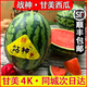 站神甘美4K西瓜無(wú)籽新鮮當(dāng)季時(shí)令水果大瓜紅肉爆汁甜脆戰(zhàn)神次日達(dá) 1枚裝（順豐包郵，單枚6-7斤裝）
