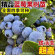 歐悟正宗藍莓樹(shù)苗帶原土藍莓樹(shù)果苗盆栽地栽果樹(shù)苗室內耐寒南北方種植 精選品種藍莓苗【6年苗】含原土