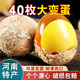 正宗河南特產(chǎn)雞蛋變蛋無(wú)鉛工藝整箱40枚溏心皮蛋松花蛋傳統手工制 雞蛋變蛋40枚