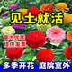 碧鼎花種子四季易種開花百日草庭院野花組合室外菊花花草花籽種子花卉 混色百日草【1斤裝】